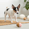 Is Raw Food Good for Dogs? A Comprehensive Guide for Responsible Pet Owners