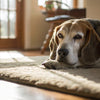 Is Raw Spinach Good for Dogs? Exploring the Benefits and Risks