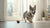 Is Raw Sweet Potato Good for Dogs? A Comprehensive Guide to Feeding Sweet Potatoes to Your Canine Companion