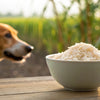 Is Rice Good for Dogs? Understanding the Benefits and Risks