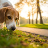 Is Sniffing Good Exercise for Dogs? Exploring the Benefits of Sniff Walks