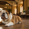 Is Wet Dog Food Better for Older Dogs? Exploring the Benefits and Considerations