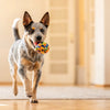 Safe Vegetables for Puppies: A Comprehensive Guide for Pet Owners