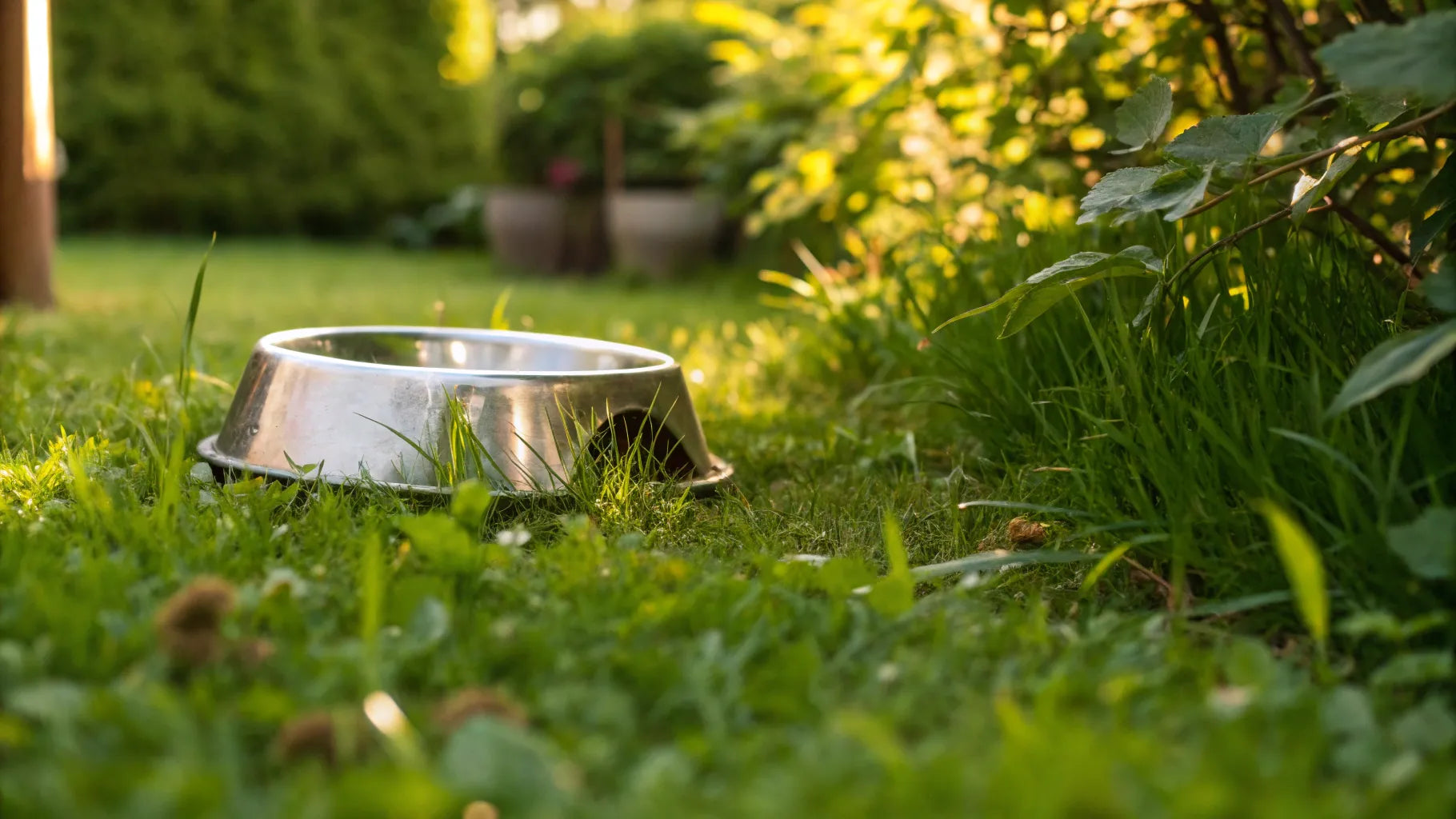 Should a Dog's Water Bowl Be Elevated? Understanding the Benefits and  Considerations | Houndsy