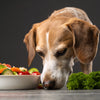 Should Dogs Eat Fresh Food? Understanding the Benefits and Considerations