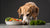 Should Dogs Eat Fresh Food? Understanding the Benefits and Considerations
