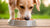 Should Dogs Get Wet Food? Understanding the Pros and Cons