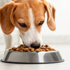 Should I Add Water to My Dog's Kibble? Exploring the Benefits and Considerations