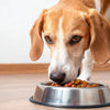 Should I Give My Dog Dry or Wet Food? Exploring the Best Options for Your Furry Friend