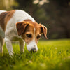 Should I Stop My Dog from Eating Grass? Understanding This Common Behavior