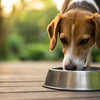 Should My Dog Eat Raw Food? A Comprehensive Guide to Raw Diets for Dogs