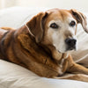 Should Senior Dogs Eat Wet Food? Understanding Your Aging Companion's Nutritional Needs