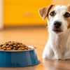 Should You Feed Your Dog Wet Food? Exploring the Pros and Cons