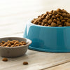Should You Mix Water with Dry Dog Food? Exploring the Benefits and Drawbacks