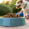 Should You Soak Dry Dog Food? A Comprehensive Guide for Pet Owners