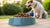 Should You Soak Dry Dog Food? A Comprehensive Guide for Pet Owners