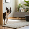 Understanding Australian Terrier Personality Traits: A Deep Dive into Their Character