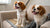 Understanding Basset Hound Temperament: A Guide for Potential Owners