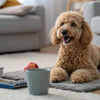 Understanding Bedlington Terrier Temperament: A Comprehensive Guide for Dog Lovers
