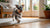 Understanding Border Collie Personality Traits: A Guide for Pet Owners