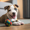 Understanding Border Terrier Personality Traits: A Comprehensive Guide