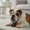 Understanding Bullmastiff Health Problems: What Every Owner Should Know