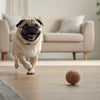 Understanding Cairn Terrier Personality Traits: A Comprehensive Guide