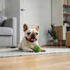 Understanding Cairn Terrier Temperament: A Comprehensive Guide for Dog Lovers