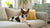 Understanding Cavalier King Charles Spaniel Health Problems: What Every Owner Should Know