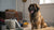 Understanding Cavalier King Charles Spaniel Personality Traits