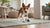 Understanding Chihuahua Personality Traits: The Big Heart in a Tiny Body