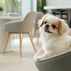 Understanding Chow Chow Health Problems: What Every Prospective and Current Owner Should Know