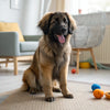 Understanding Collie Temperament: What Makes This Breed So Special?