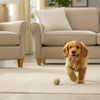 Understanding Flat-Coated Retriever Personality Traits: A Guide for Dog Lovers