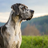 Understanding Great Dane Health Problems: A Comprehensive Guide