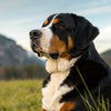 Understanding Greater Swiss Mountain Dog Health Problems: A Comprehensive Guide for Pet Owners