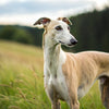 Understanding Greyhound Temperament: What Makes These Gentle Giants Unique