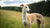 Understanding Greyhound Temperament: What Makes These Gentle Giants Unique