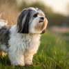 Understanding Havanese Personality Traits: What Makes Them Unique Companions