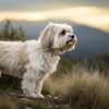 Understanding Havanese Temperament: The Heart of This Cherished Breed