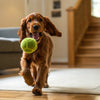 Understanding How Many Calories Should a 5 lb Dog Eat