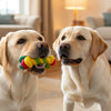 Understanding How Much Bland Diet to Feed Your Dog: A Comprehensive Guide