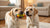 Understanding How Much Bland Diet to Feed Your Dog: A Comprehensive Guide