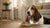 Understanding How Much Dry Food for a 40 lb Dog: A Comprehensive Guide