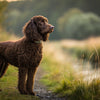 Understanding Irish Water Spaniel Temperament: A Comprehensive Guide for Dog Lovers