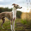 Understanding Italian Greyhound Temperament: A Comprehensive Guide for Potential Owners
