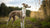 Understanding Italian Greyhound Temperament: A Comprehensive Guide for Potential Owners