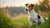 Understanding Jack Russell Terrier Health Problems: A Comprehensive Guide for Owners