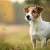 Understanding Jack Russell Terrier Personality Traits: The Energetic and Affectionate Companion