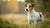 Understanding Jack Russell Terrier Personality Traits: The Energetic and Affectionate Companion